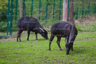 Gdansk. Oliwskie zoo.
Nz Anoa
14.05.2013
fot. Mateusz...