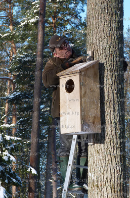 Zawieszanie budek legowych dla puszczykow na terenie...
