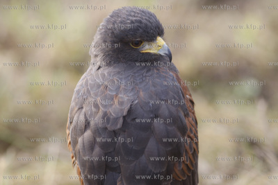 Pruszcz Gdanski. Festyn wojskowy z okazji 44 - lecia...