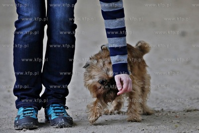 Sopot. Hipodrom. Psie zawody o Puchar Planet Pet Society...