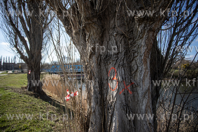 Trwa wycinka wiekowych drzew wzdłuż opływu Motławy...