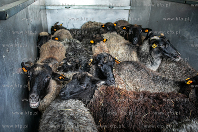 Na teren parku Opływ Motławy w Gdańsku wybiegło...
