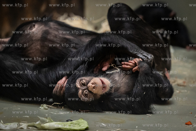 Szympansy z oliwskiego zoo.
10.01.2024
fot. Krzysztof...