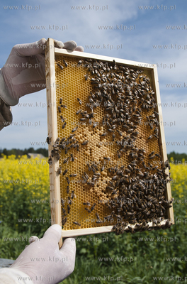 Pszczelarz pan Kazimierz Stosik podczas wiosennych...