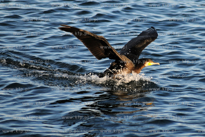 Kormoran Czarny - gatunek duzego ptaka wodnego z rodziny...