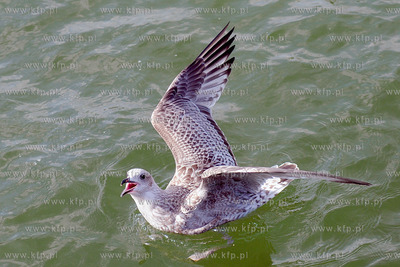 Mewy przy sopockim molo
09.09.2012
Fot. Andrzej J....