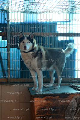 Gdynia. Ogolnopolskie Towarzystwo Ochrony Zwierzat...