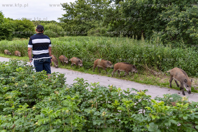 Gdańsk, Park Prezydenta Ronalda Reagana. Dziki spacerujące...