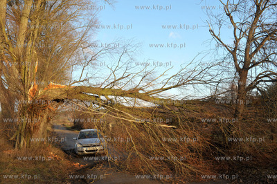 Polamane drzewa na drodze miedzy Leznem a Sulminem...