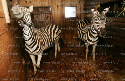 Zima w zoo. Nz zebry w specjalnie ogrzewanym domku....