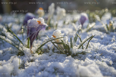 Zimowy epizod w Gdańsku. Gdańskie łąki miejskie...