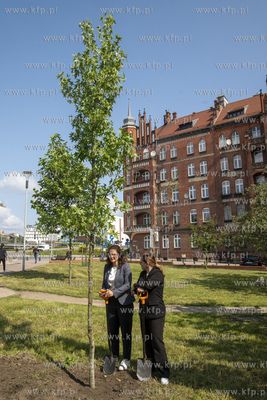 Na skwerze Daszyńskiego w Gdańsku posadzono dwa ambrowce...