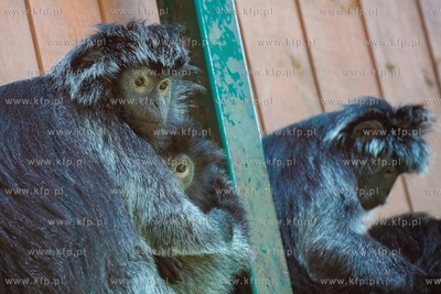 Gdańsk. Zoo w Oliwie. Upał w Zoo. Nz. Lutung Jawajski....