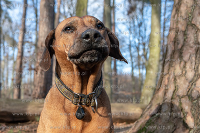 Trójmiejski Park Krajobrazowy. Lasy Oliwskie. Nz....