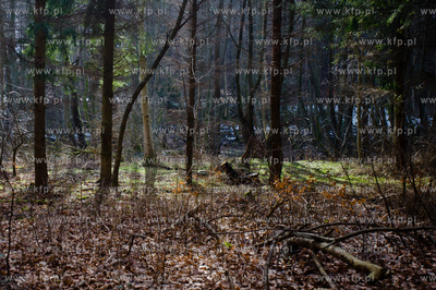 Gdansk. Oliwa, Trojmiejski Park Krajobrazowy. Sciezka...