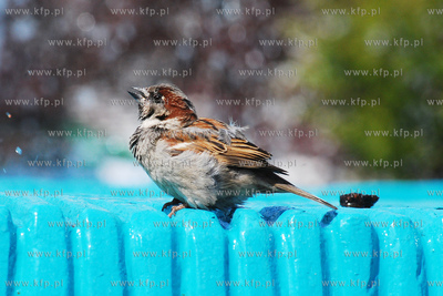 Wrobel pijacy wode z fontanny na Skwerze Kosciuszki...