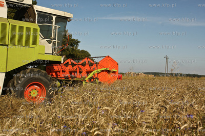 Chwaszczyno. Pierwszy tydzien zniw.  07.08.2009  fot....