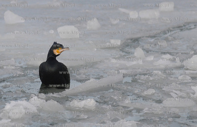 Kormoran na zamarznietych wodach Zatoki Gdanskiej w...