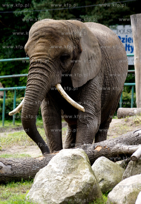Ogrod zoologiczny w Gdańsku Oliwie. Nz. slon 04.09.2010
fot....