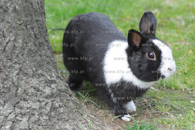 Wiosna w pelni. Na spacer do Parku Rady Europy wyszedl...