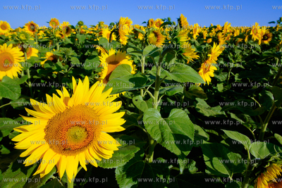 Sloneczniki z Ogrodzienca.
24.07.2012 fot. Pawel Marcinko...