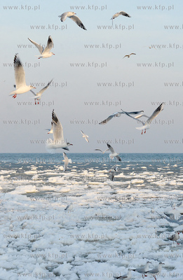 Gdynia Orlowo w zimowej szacie. Stado  mew przy orlowskim...