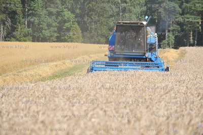 Zniwa pszenzyta na polach w Sulminie na Kaszubach....