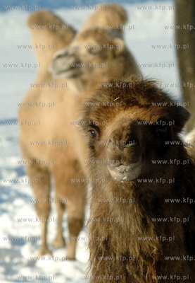 Zima w oliwskim Zoo . N.z. wielblad dwugarbny. 23.01.2004...