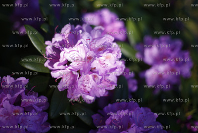 Klonowo Gorne na Kaszubach. Kwiaty rododendronu.
31.05.2009
fot....