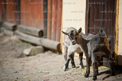 Gdansk. Oliwskie zoo.
Nz Koza Karlowata
14.05.2013
fot....