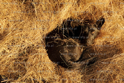 Pies
27.12.2008
Fot. Andrzej J. Gojke / KFP