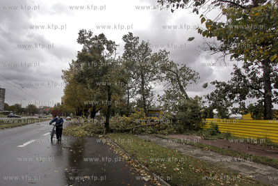 Sztormowa pogoda w Gdansku. Powalone drzewo przez wiatr...