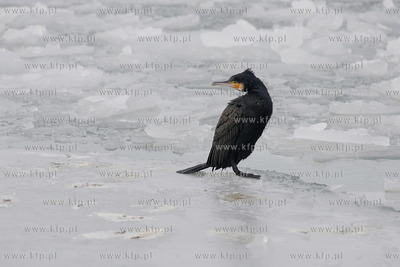 Kormoran na zamarznietych wodach Zatoki Gdanskiej w...