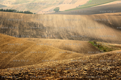 Morawy. Czechy. Okolice miejscowosci Kijev. Nz. pola...