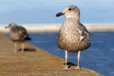 Mewa srebrzysta - gatunek duzego ptaka wodnego z rodziny...