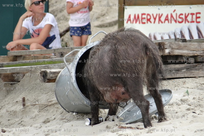 Krynica Morska. Dzik odwiedzil plaze, aby pozywic sie...