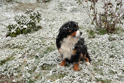 Pierwszy snieg tej jesieni, ale jeszcze nie kalendarzowej...
