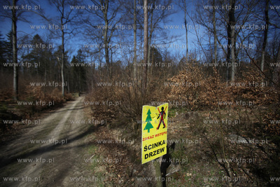 Scinka drzew w Trójmiejskim Parku Krajobrazowymw w...
