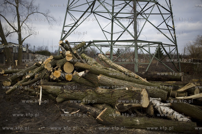 Wycinka drzew przy ul. Kochanowskiego w Gdańsku.
28.02.2017
fot....