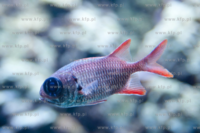 Akwarium Gdynskie Morskiego Instytutu Rybackiego -...