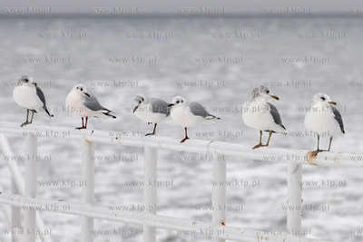 Widoki z Bulwaru Nadmorskiego w Gdyni. Nz. Mewy na...