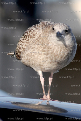 Mewa srebrzysta - gatunek duzego ptaka wodnego z rodziny...