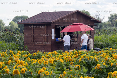 "Przystań Słoneczniki", plantacja słoneczników...