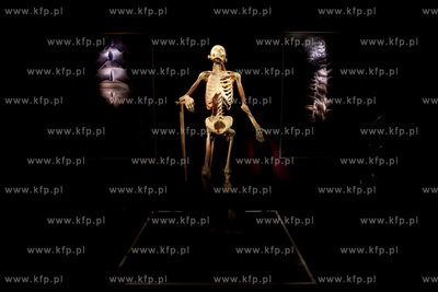 Wystawa o ciele ludzkim Human Body.
30.04.2013
fot....