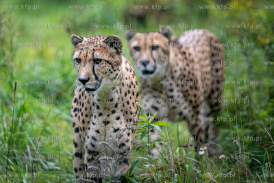 W gdańskim zoo urodziły się gepardy grzywiaste....