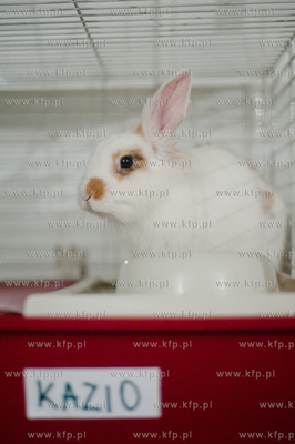 Sopockie Uszakowo - Centrum Adopcyjne Krolikow.
29.03.2013
fot....
