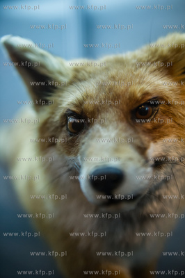 Uniwersytet Gdanski. Wydzial Biologii. Ekspozycja gadow,...