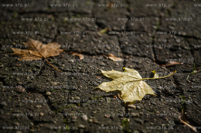 Gdańsk. Jesien w Parku Steffensa.
30.10.2016
fot....