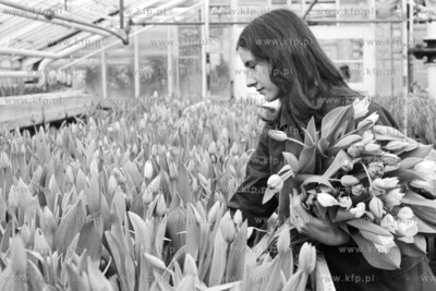 Szklarnie Kombinatu Ogrodniczego w Malinowie. Grazyna...