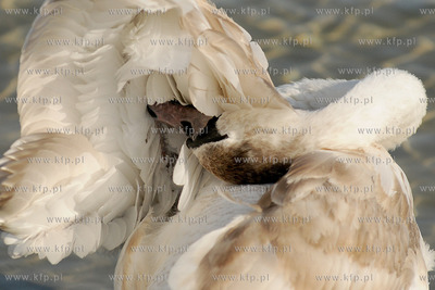 Wiosenna toaleta labedzi w popoludniowym sloncu na...